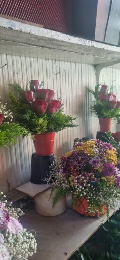 عکس گل مژگان