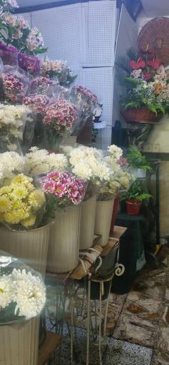 عکس گل مژگان