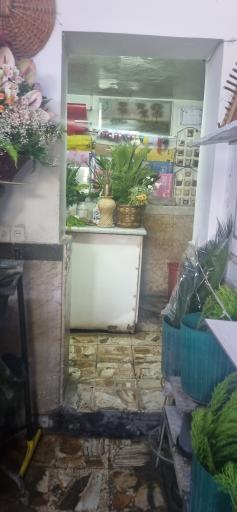عکس گل مژگان
