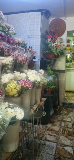 عکس گل مژگان