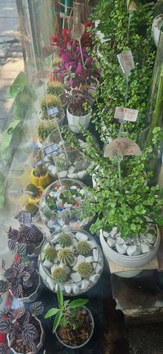 عکس گل مژگان