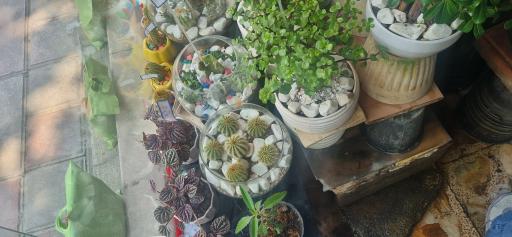 عکس گل مژگان