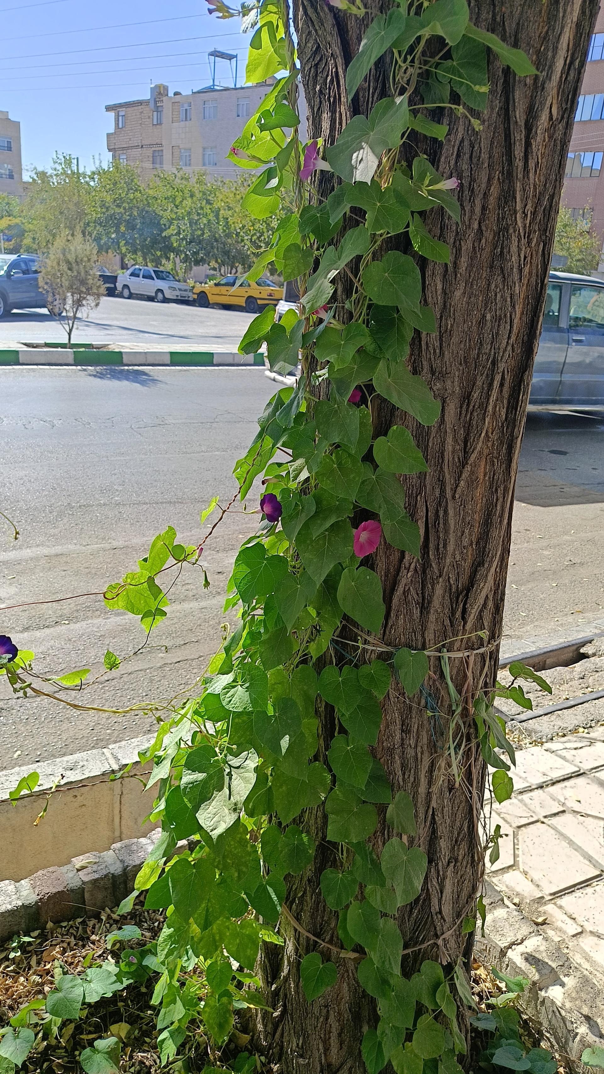 عکس شهید راستی