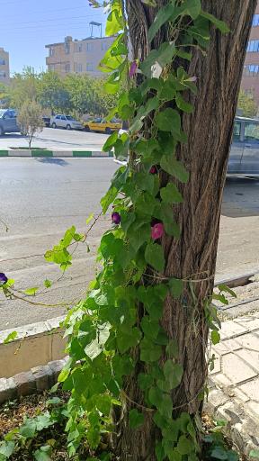 عکس شهید راستی