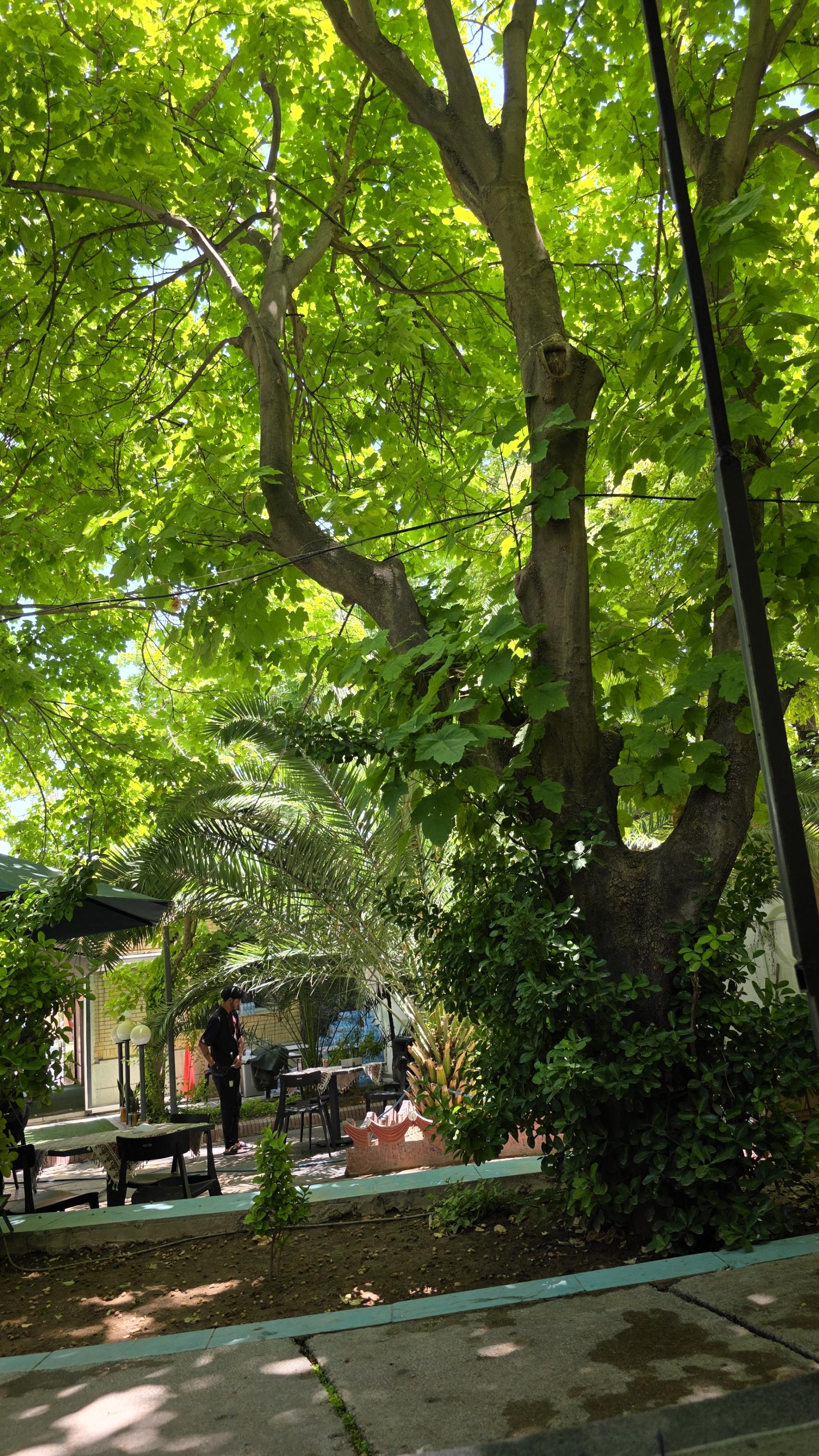 عکس کافه رستوران باغ ایرونی