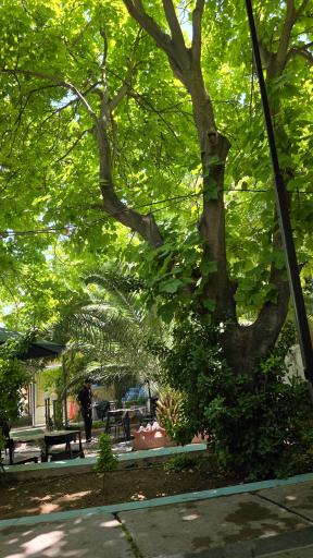 عکس کافه رستوران باغ ایرونی