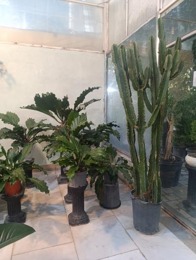 عکس گل و گیاه آوای سبز