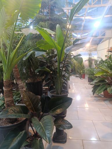 عکس گل و گیاه آوای سبز