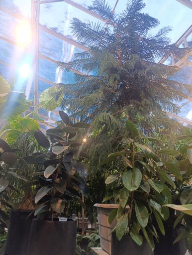 عکس گل و گیاه آوای سبز