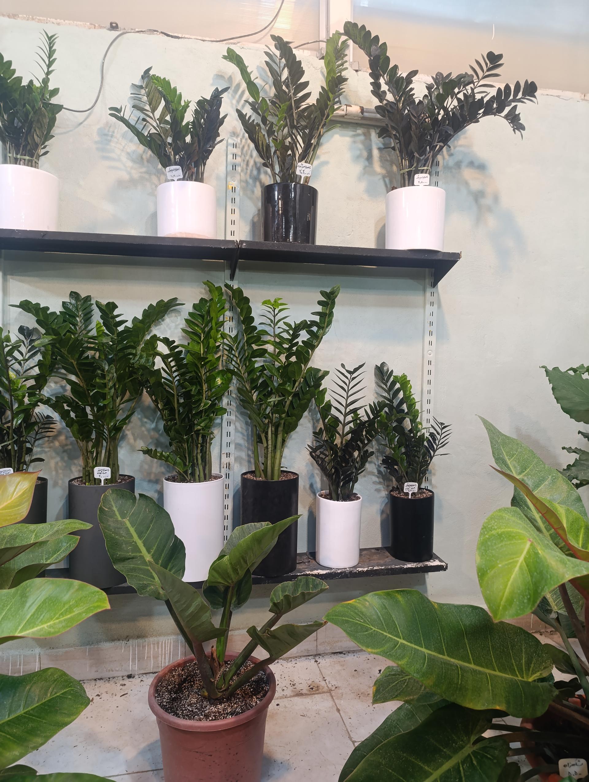 عکس گل و گیاه آوای سبز