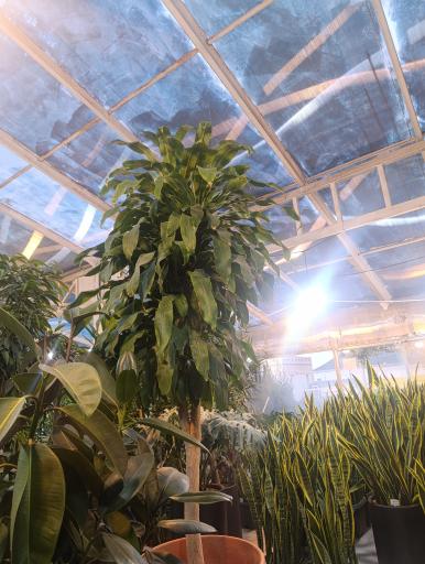 عکس گل و گیاه آوای سبز