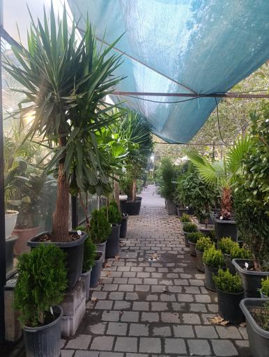 عکس گل و گیاه آوای سبز