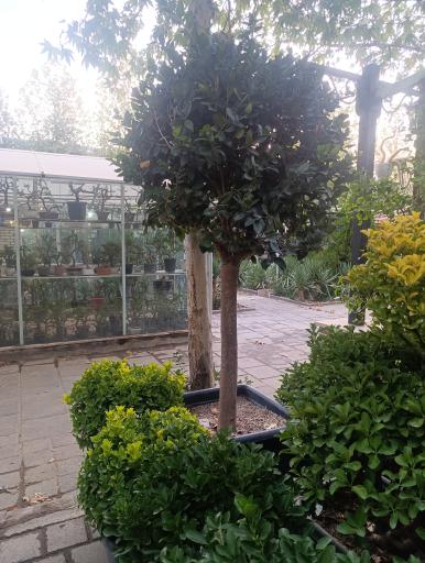 عکس گل و گیاه آوای سبز