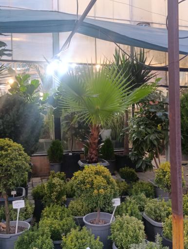 عکس گل و گیاه آوای سبز