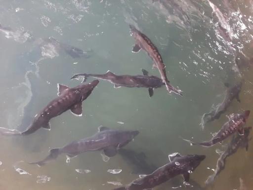 عکس پرورش ماهی نگین کمان اکبری