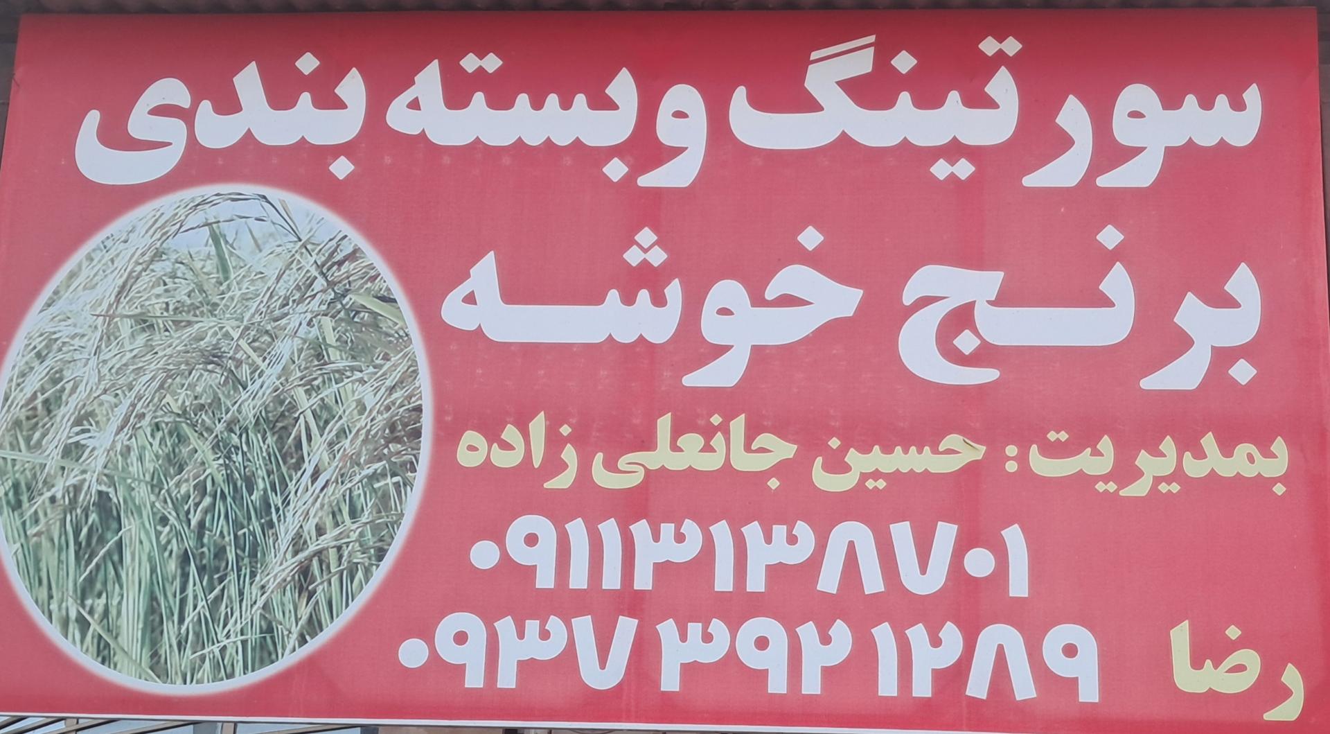 عکس سورتینگ برنج جانعلی زاده
