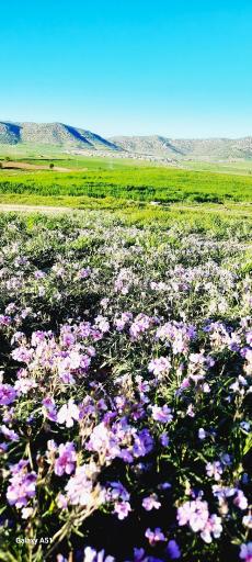 عکس سرمست