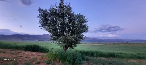 عکس سرمست