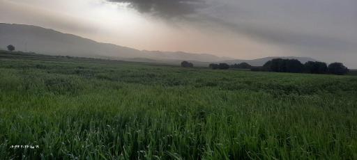 عکس سرمست