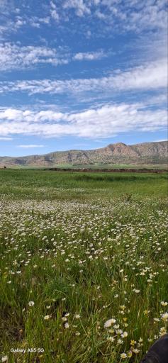 عکس سرمست