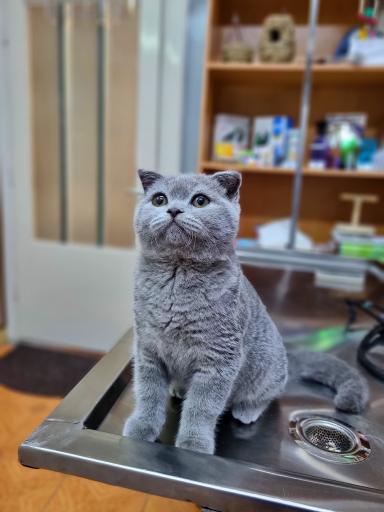 عکس کلینیک دامپزشکی رکس