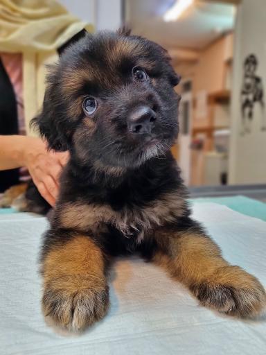 عکس کلینیک دامپزشکی رکس