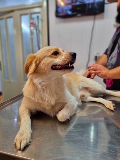 عکس کلینیک دامپزشکی رکس