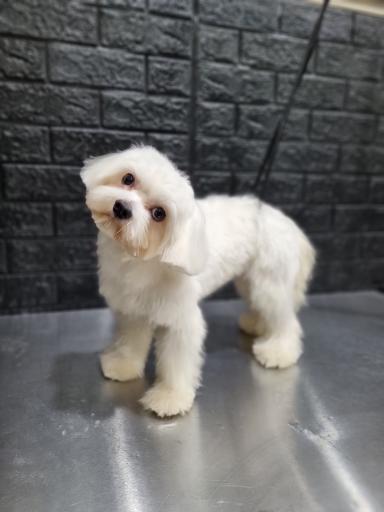 عکس کلینیک دامپزشکی رکس