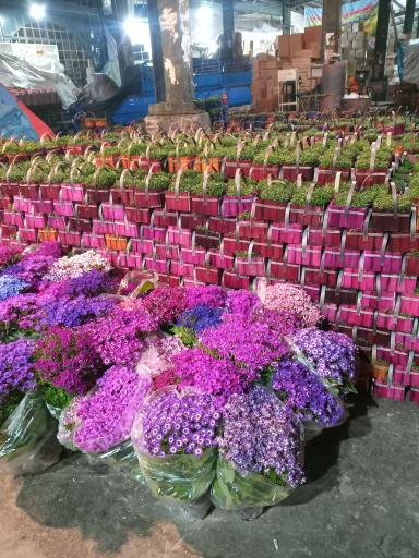 عکس بازار میوه و تره بار