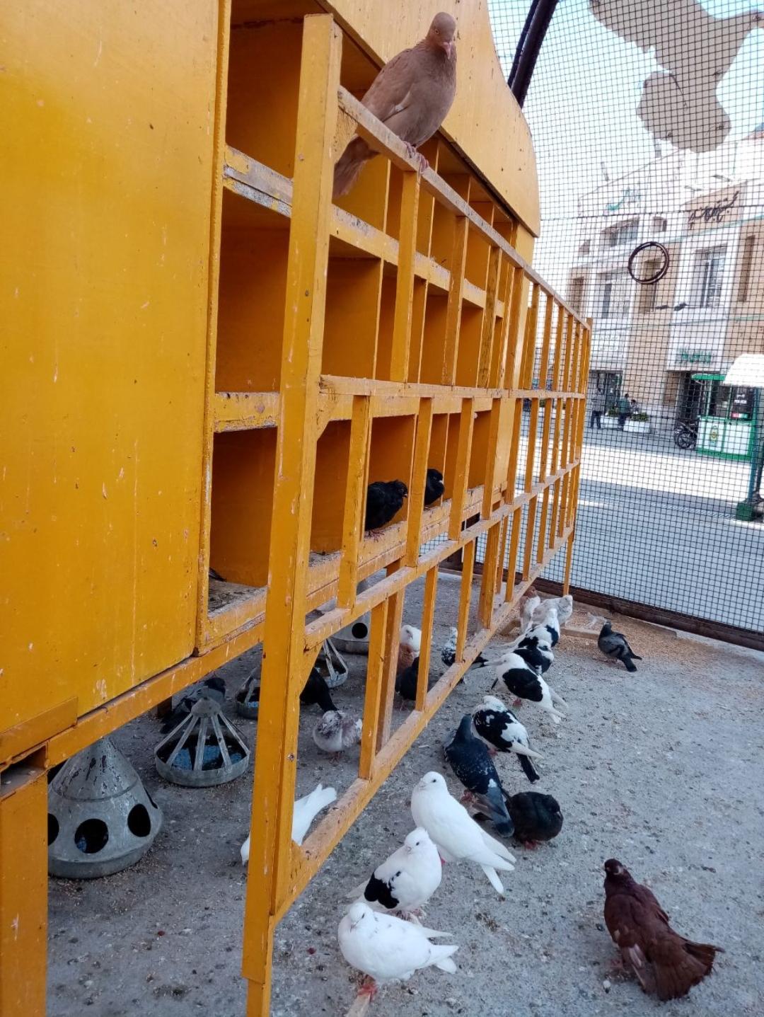 عکس کبوتر خانه حرم مطهر