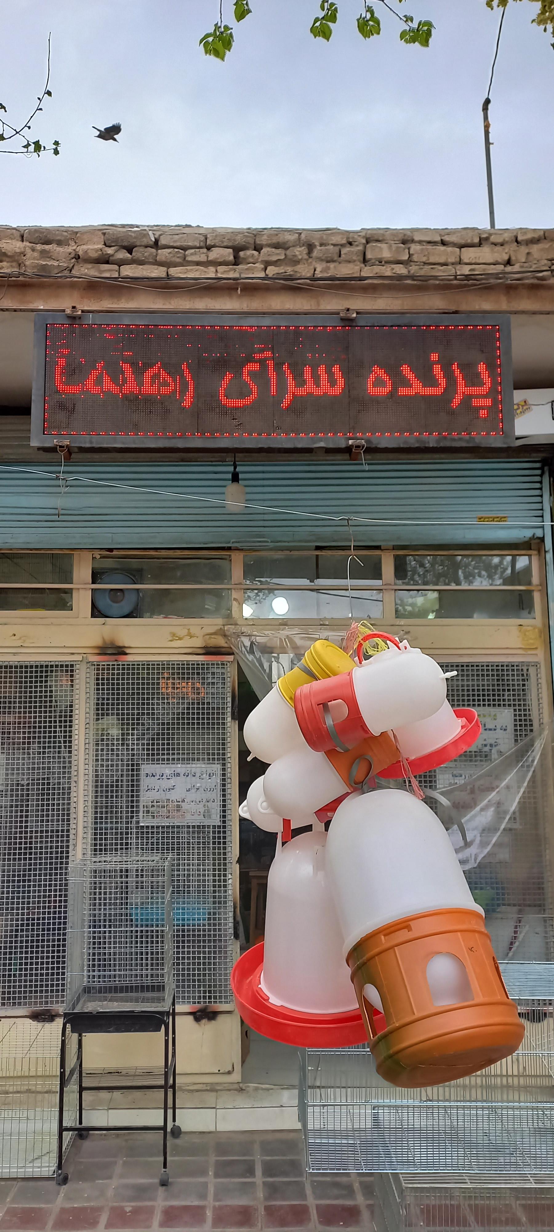 عکس پرنده سرای رهنما