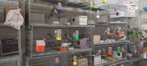 پرنده سرای رهنما