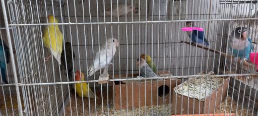 پرنده سرای رهنما