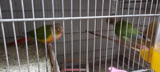 عکس پرنده سرای رهنما