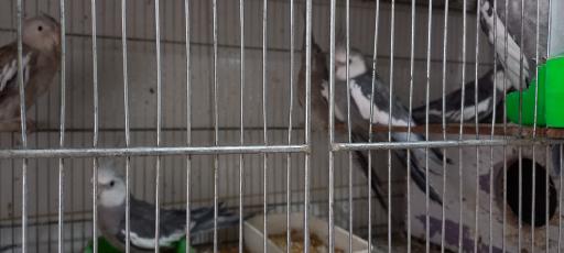 پرنده سرای رهنما