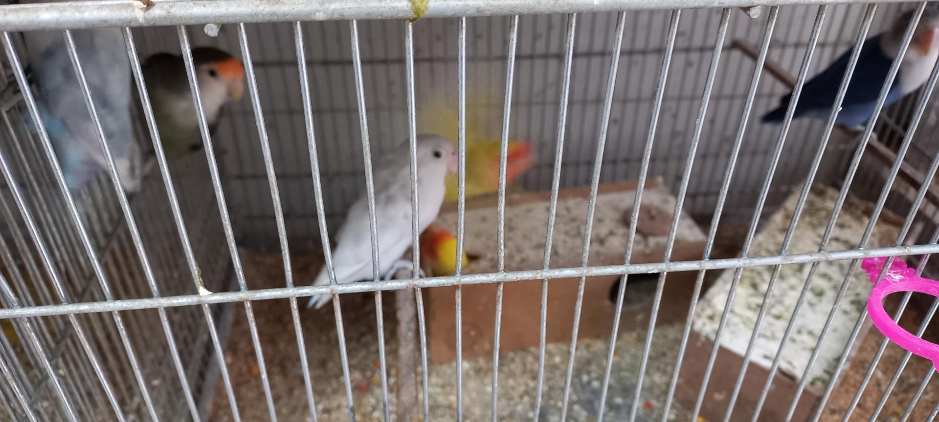 عکس پرنده سرای رهنما