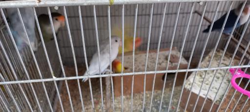 پرنده سرای رهنما