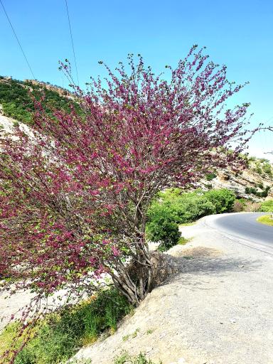 عکس تنگه ارغوان