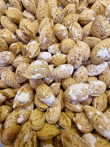 عکس آجيل و خشكبار تاكی مركزی