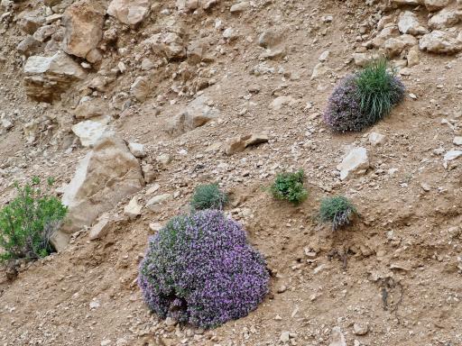 عکس تنگه ارغوان