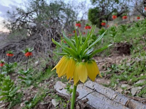 عکس تنگه ارغوان