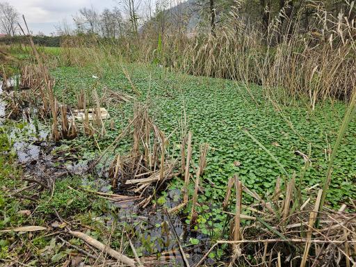 استخر ماهی طبیعی لیلاکوه