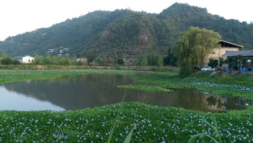 عکس استخر ماهی طبیعی لیلاکوه