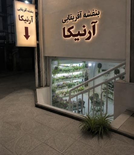 عکس بنفشه آفریقایی آرنیکا