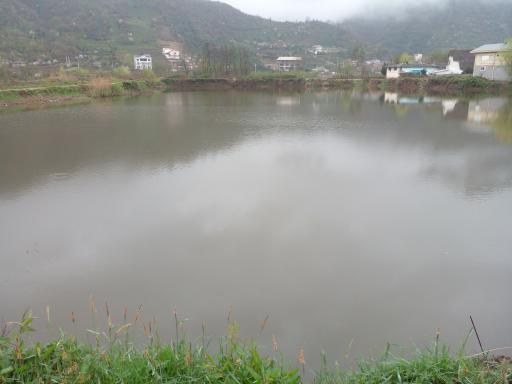 عکس استخر ماهی طبیعی لیلاکوه