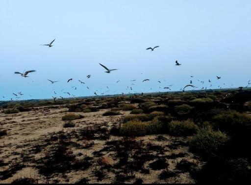 عکس جزیره نخیلو