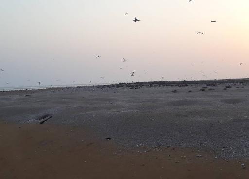 عکس جزیره نخیلو