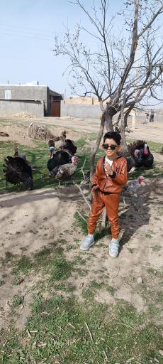 عکس یساول