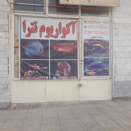 عکس آکواریوم تترا