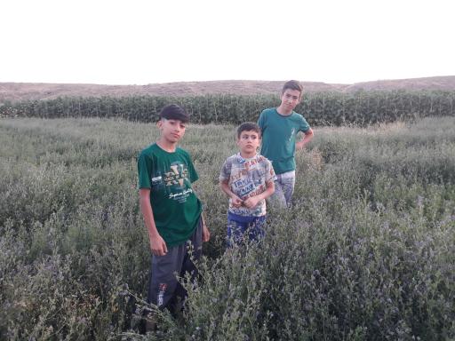 عکس یساول